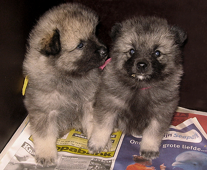 Rocky&Donske