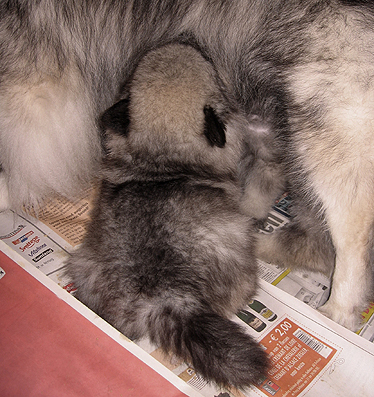 Rocky&Donske