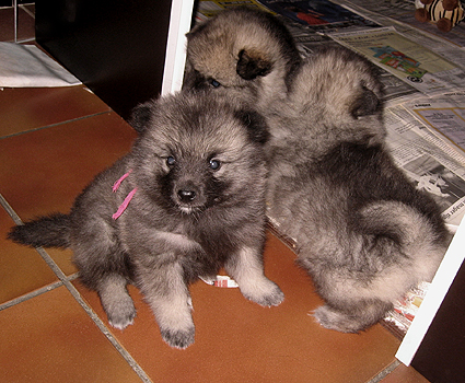 Rocky&Donske