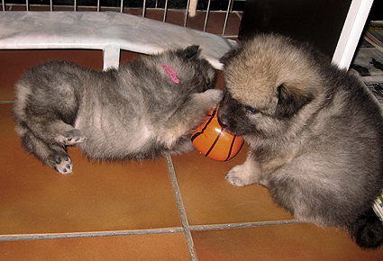 Rocky&Donske