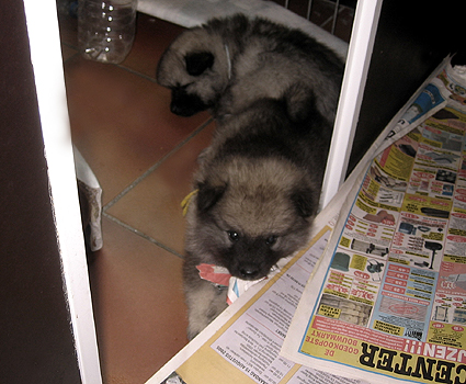 Rocky&Donske