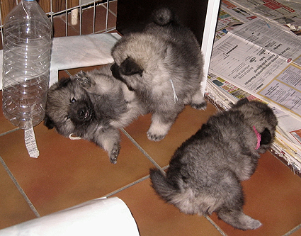 Rocky&Donske