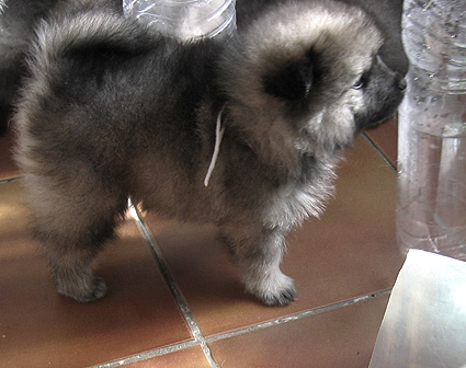 Rocky&Donske