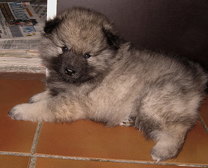 Rocky&Donske