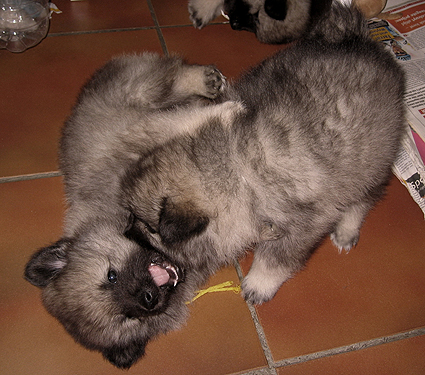 Rocky&Donske