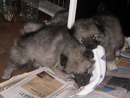 Rocky&Donske