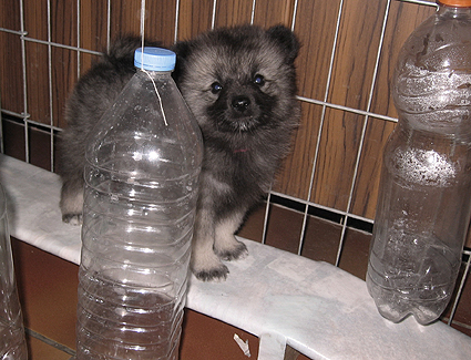 Rocky&Donske