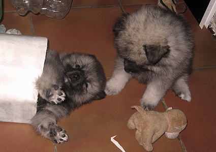 Rocky&Donske