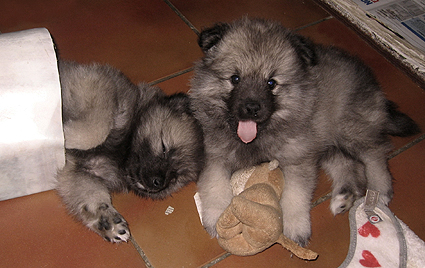 Rocky&Donske