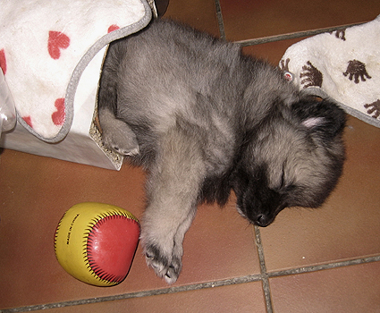 Rocky&Donske