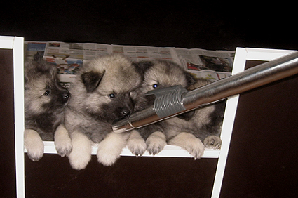 Rocky&Donske