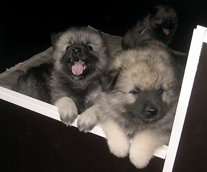 Rocky&Donske