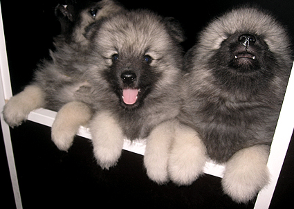 Rocky&Donske