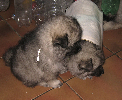 Rocky&Donske