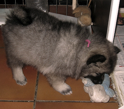 Rocky&Donske