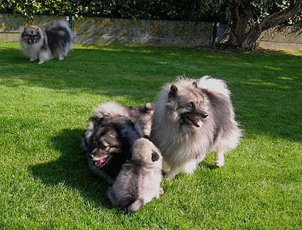Rocky&Donske