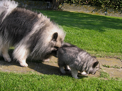 Rocky&Donske