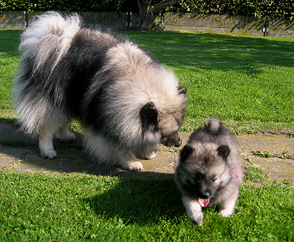 Rocky&Donske