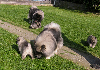 Rocky&Donske