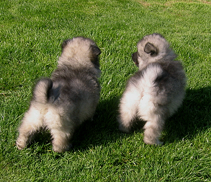 Rocky&Donske