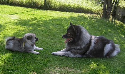 Rocky&Donske
