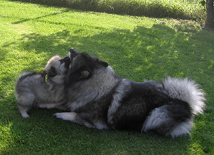Rocky&Donske