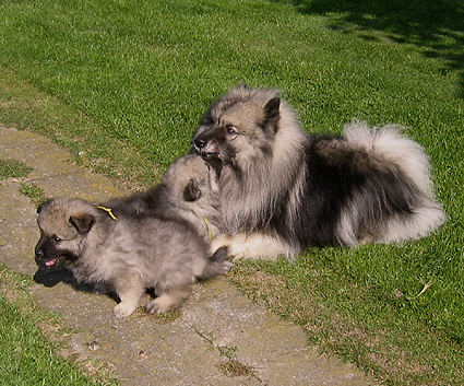 Rocky&Donske