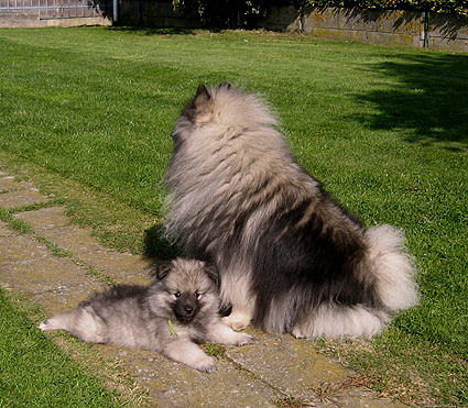 Rocky&Donske