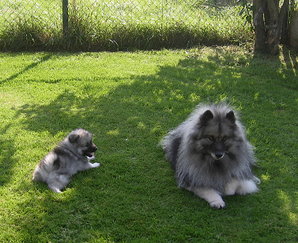 Rocky&Donske