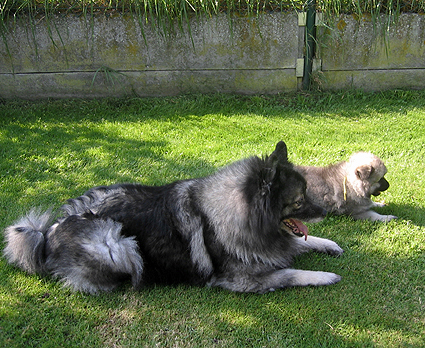 Rocky&Donske