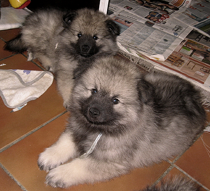 Rocky&Donske