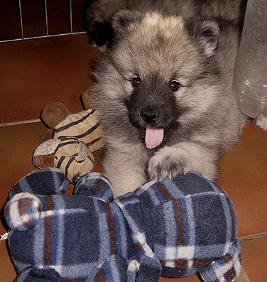 Rocky&Donske