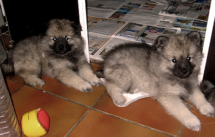 Rocky&Donske