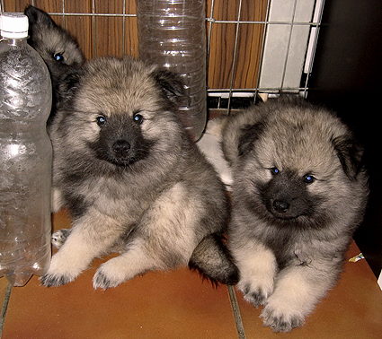 Rocky&Donske