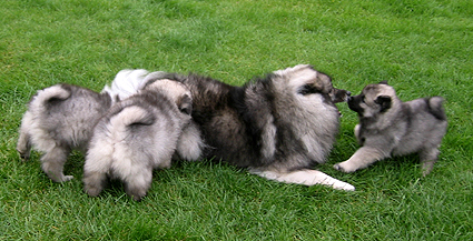 Rocky&Donske