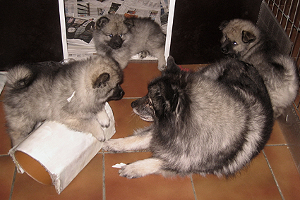 Rocky&Donske
