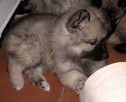 Rocky&Donske