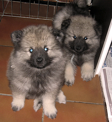 Rocky&Donske