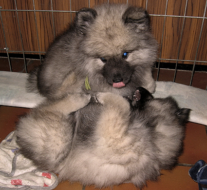 Rocky&Donske