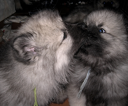 Rocky&Donske