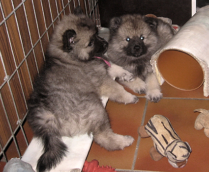 Rocky&Donske