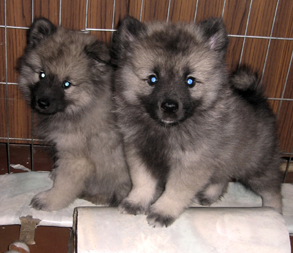Rocky&Donske