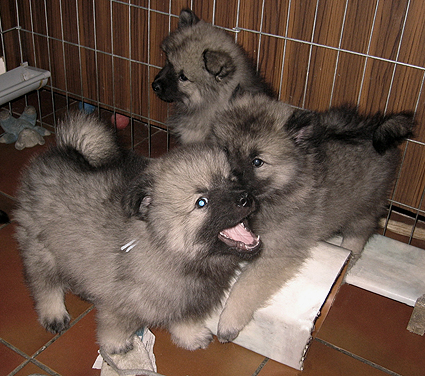 Rocky&Donske