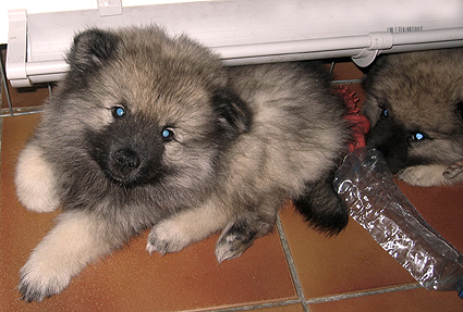 Rocky&Donske