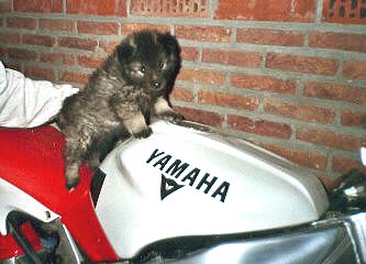 Hell's Angel Aaike