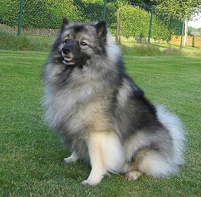 Donske