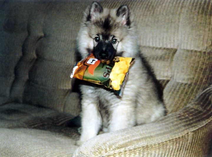 Tobias heeft wéér zin in chips / Tobias mag auch gerne Chips