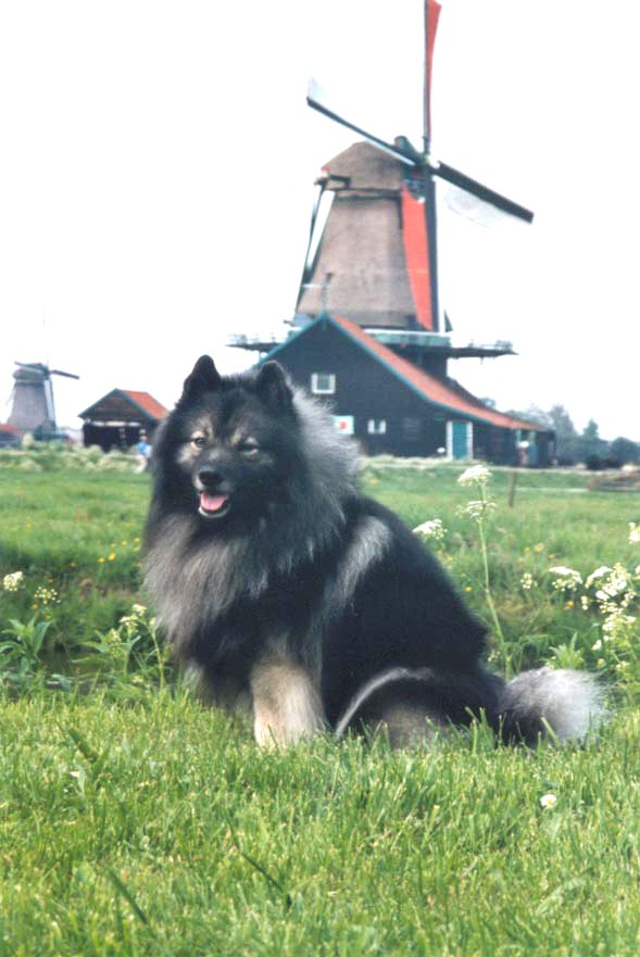 Uzo op bezoek in Zaandam (NL) / Uzo auf Besuch in Zaandam (NL)