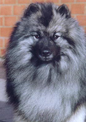 Wiske 2 jaar / Wiske 2 Jahre