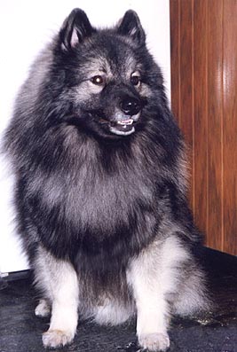 Uzo